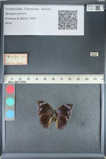 Media type: image;   Entomology 164677
